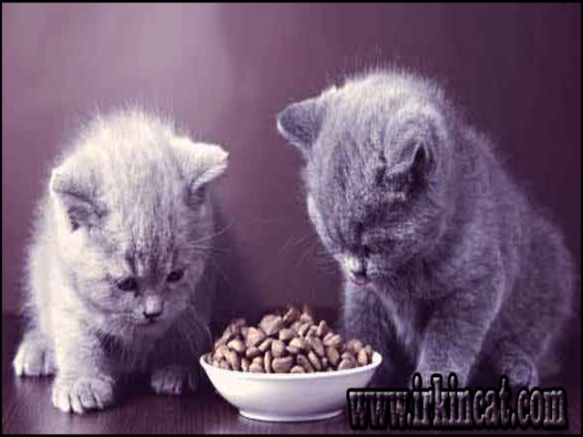 What To Feed A Kitten