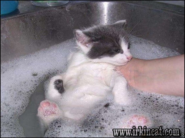 Flea Bath For Kittens