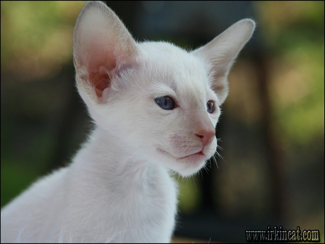 Flea Collar For Kittens Under 12 Weeks