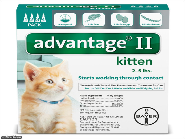 Flea Control For Kittens