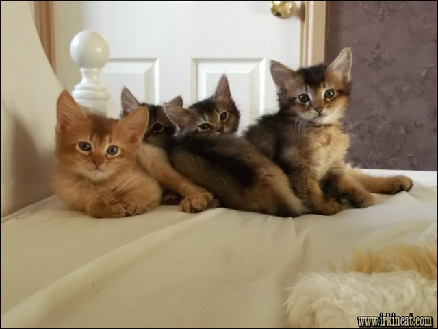 Somali Kittens For Sale