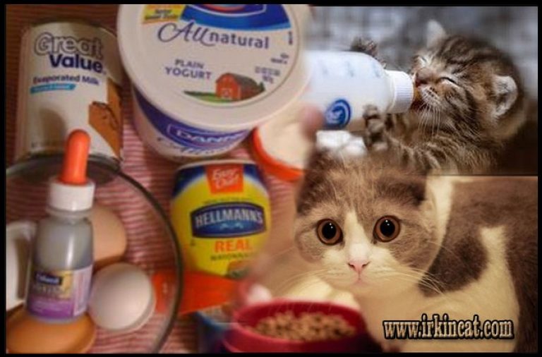 How To Make Kitten Formula Recipe Easy - irkincat.com