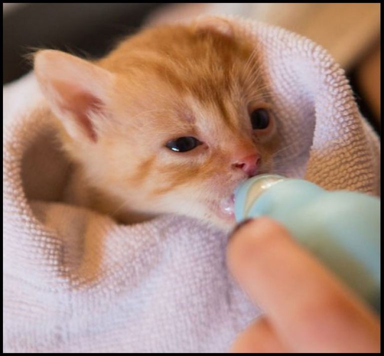 what-to-feed-newborn-kittens-in-an-emergency-irkincat