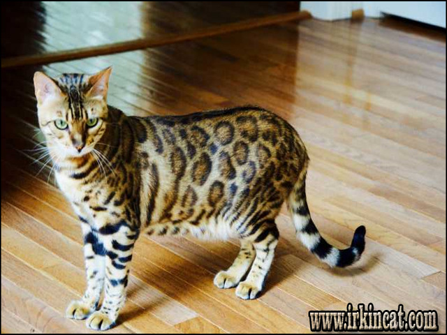 Bengal Cats For Sale In Iowa