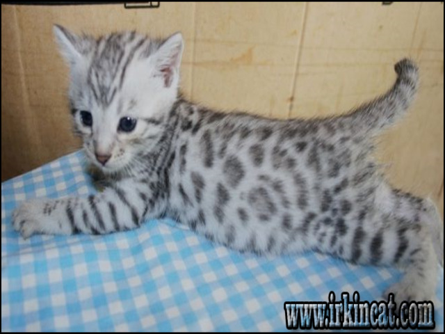 Bengal Cats For Sale Ny