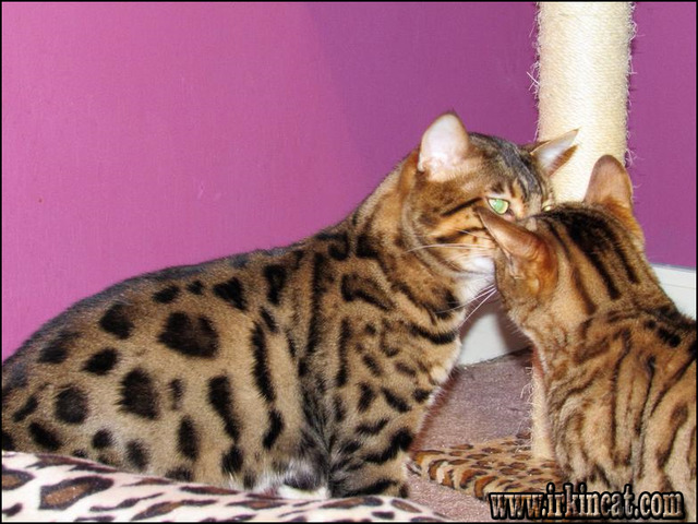 Bengal Kittens For Sale In Ga