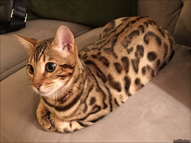 Bengal Kittens For Sale In Nj