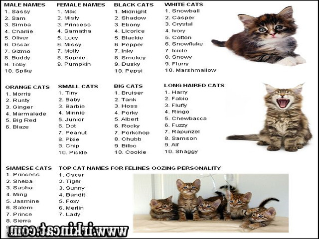 Top Unique Male Kitten Names Guide Irkincat Irkincat