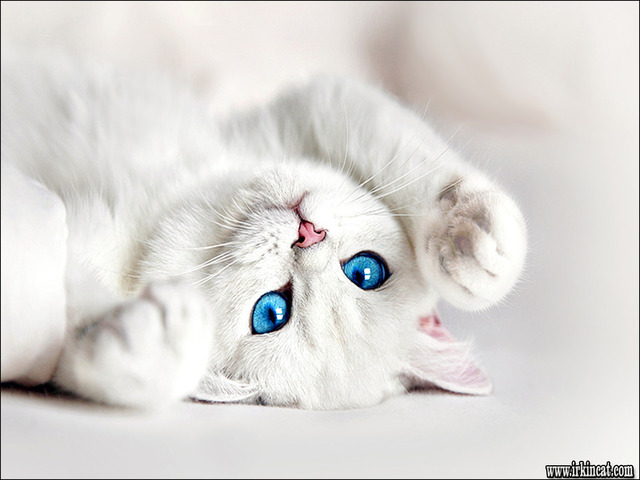 White Kittens With Blue Eyes