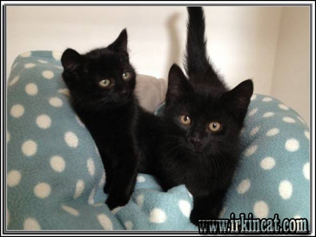 Black Kittens For Adoption