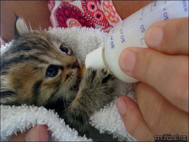 How To Feed Baby Kittens
