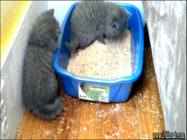 Litter Box For Kittens