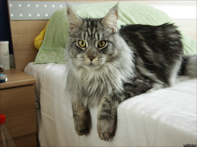Maine Coon Cat Rescue