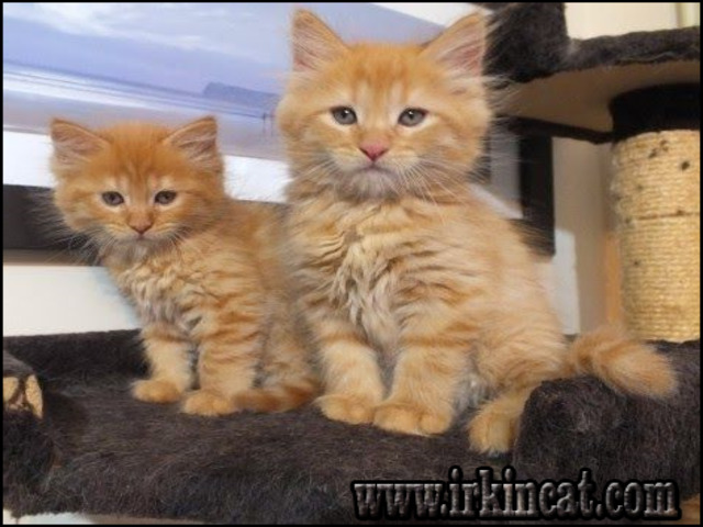 Maine Coon Kittens For Sale Near Me