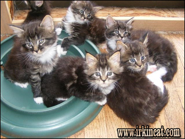 Maine Coon Kittens For Sale Pa