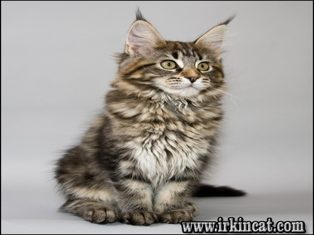 Maine Coon Kittens Nc