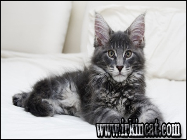 Maine Coon Kittens Price