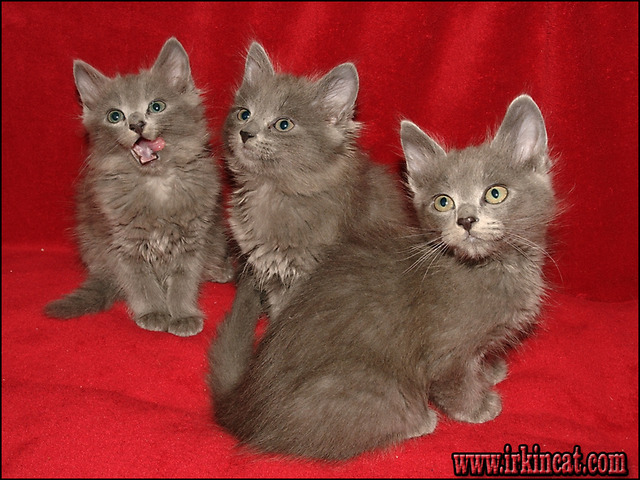 Nebelung Kittens For Sale