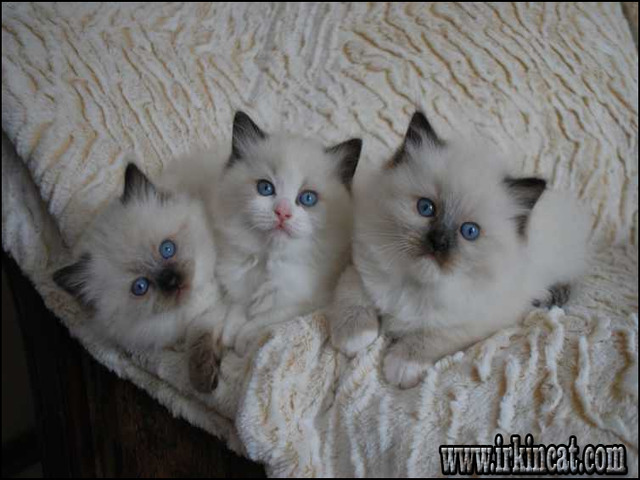 Persian Kittens For Sale Craigslist