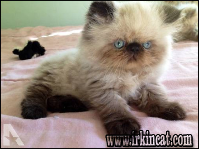 Persian Kittens For Sale In Ma