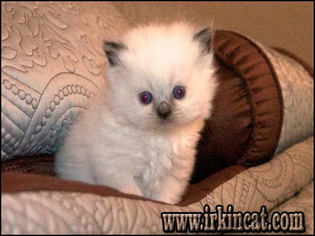 Persian Kittens For Sale In Nc