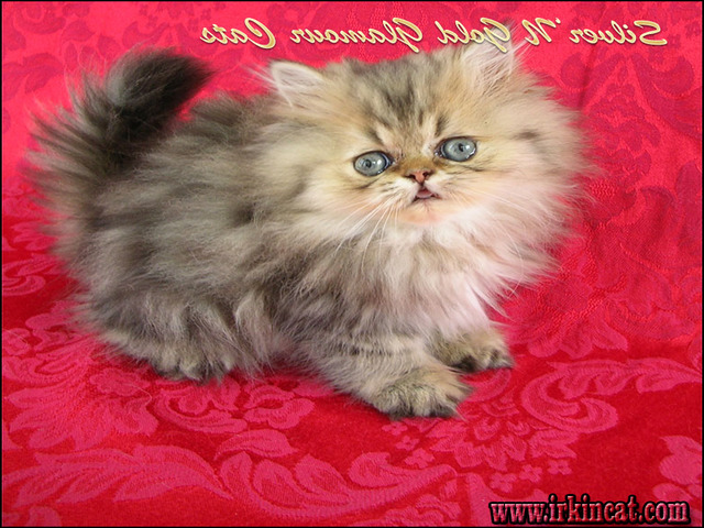 Persian Kittens For Sale In Texas