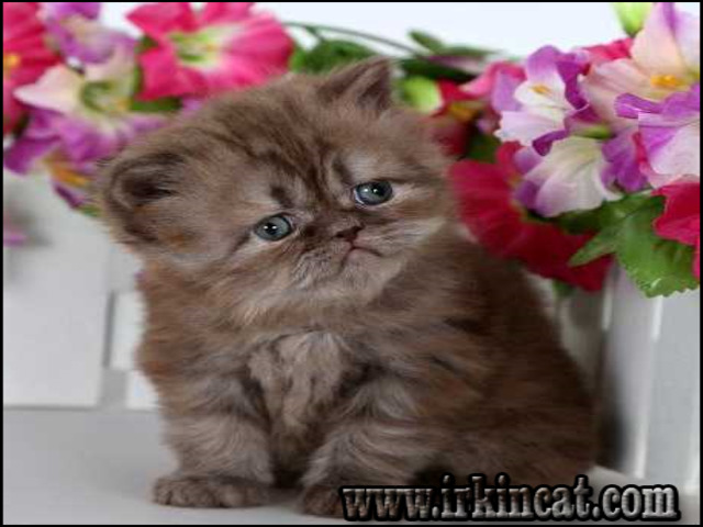 Persian Kittens For Sale In Va