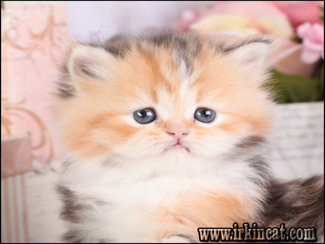 Persian Kittens For Sale Near Me