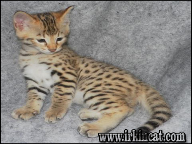 Savannah Kittens For Sale Cheap