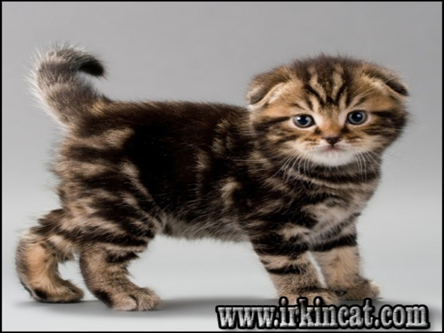 Scottish Fold Kitten For Sale