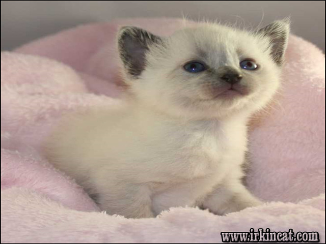Siamese Kittens For Adoption