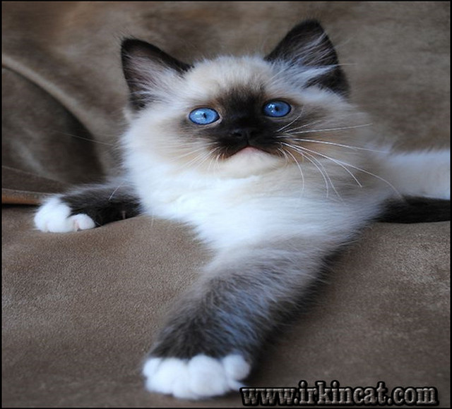 Siamese Kittens For Sale In Ohio