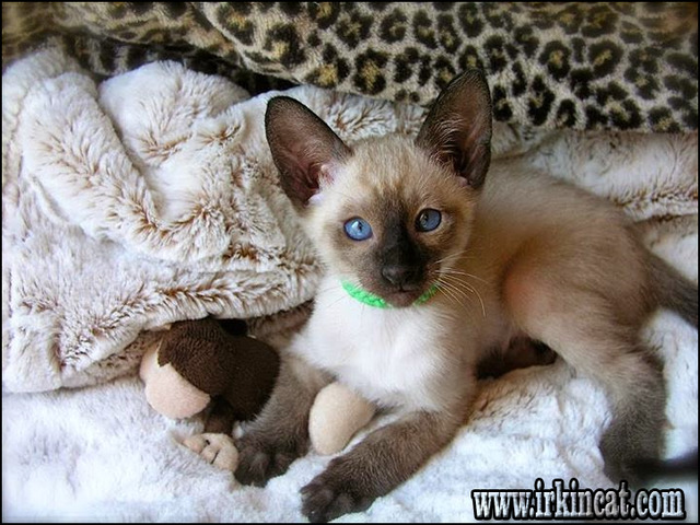 Siamese Kittens For Sale Mn