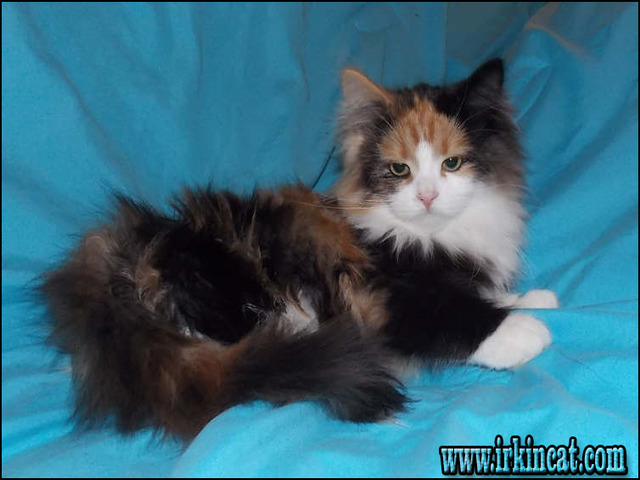 Siberian Kittens For Sale Ohio