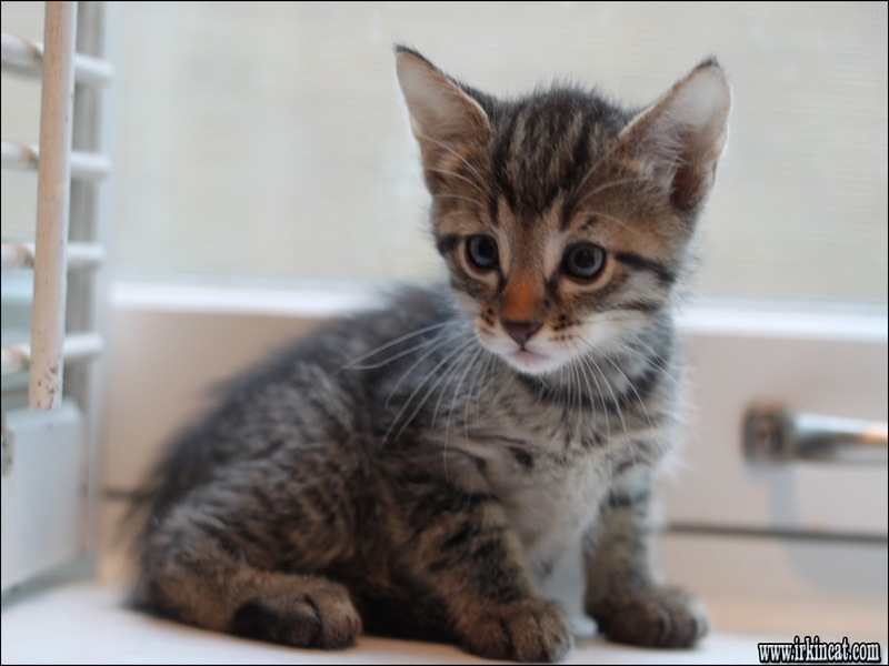 Adopt A Kitten Chicago