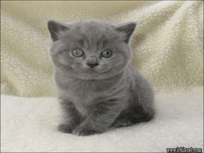 British Shorthair Kittens Price
