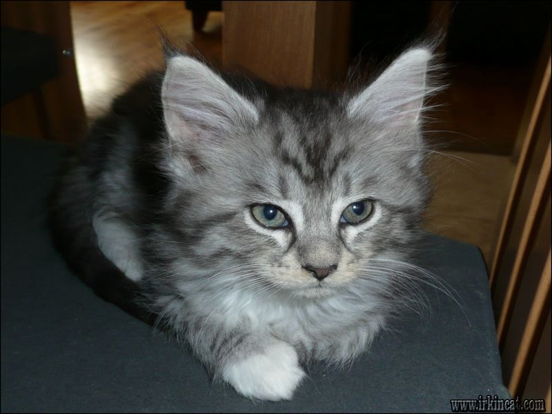 Kittens For Adoption In Ohio