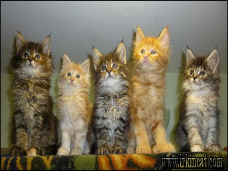 Maine Coon Kittens Oklahoma