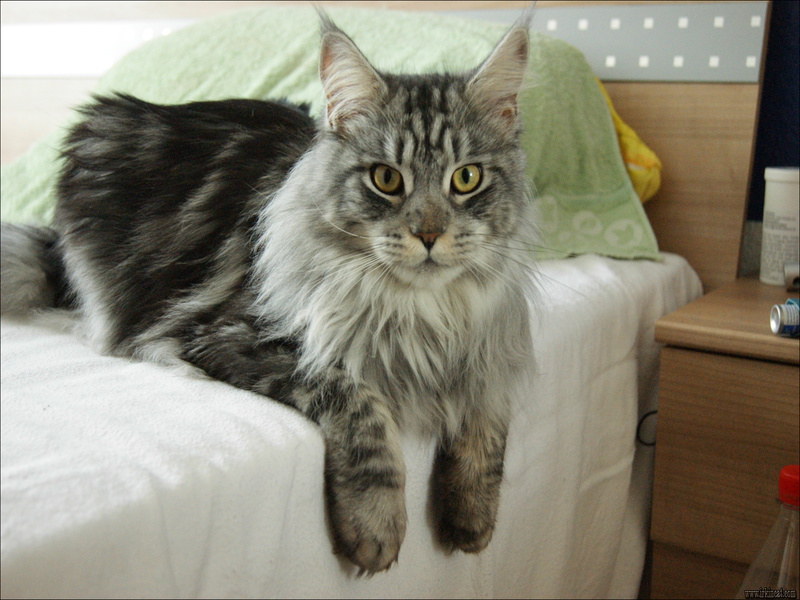 Maine Coon Rescue Adoption