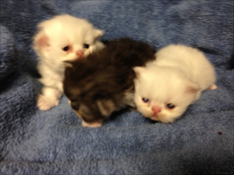 Newborn Kittens For Free