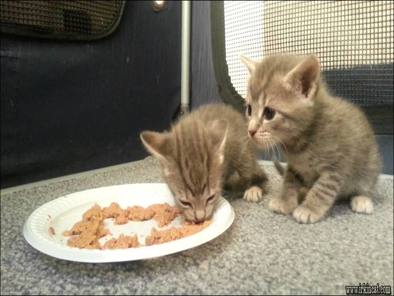 When Do Kittens Eat Food