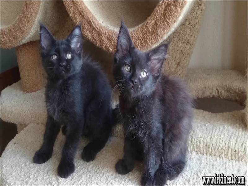 Black Maine Coon Kitten