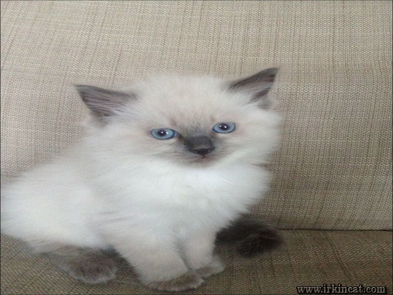 Blue Point Ragdoll Kitten