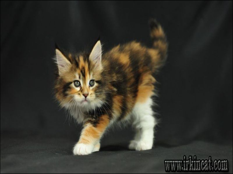 Buy Maine Coon Kitten