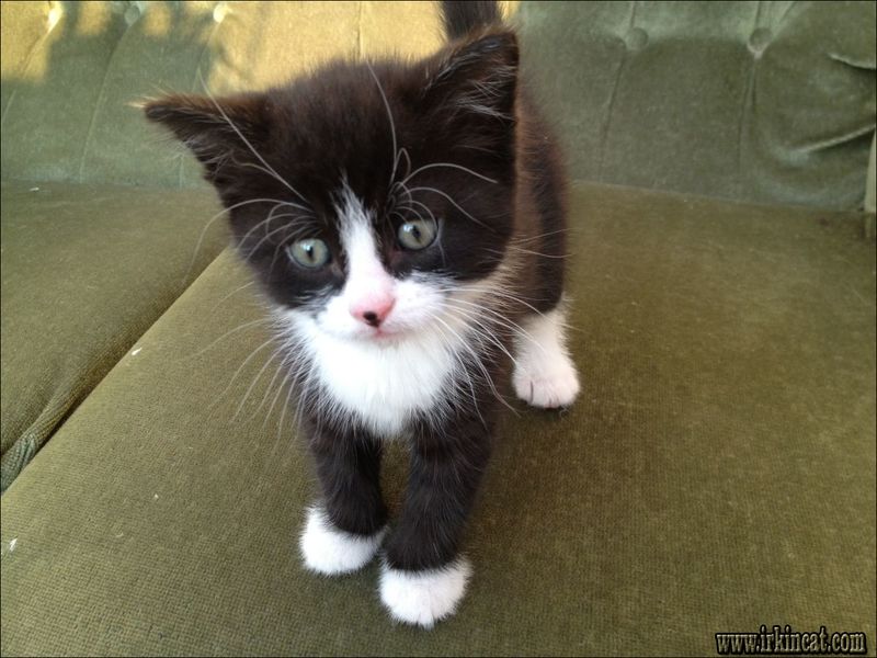 Cute Black And White Kitten Names