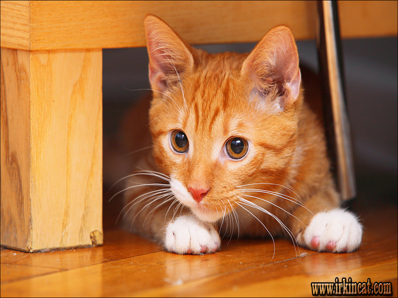 Cute Kitten Names For Orange Cats