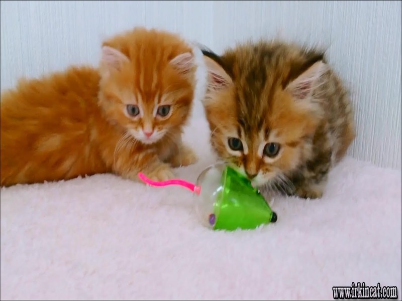 Cute Kittens Playing