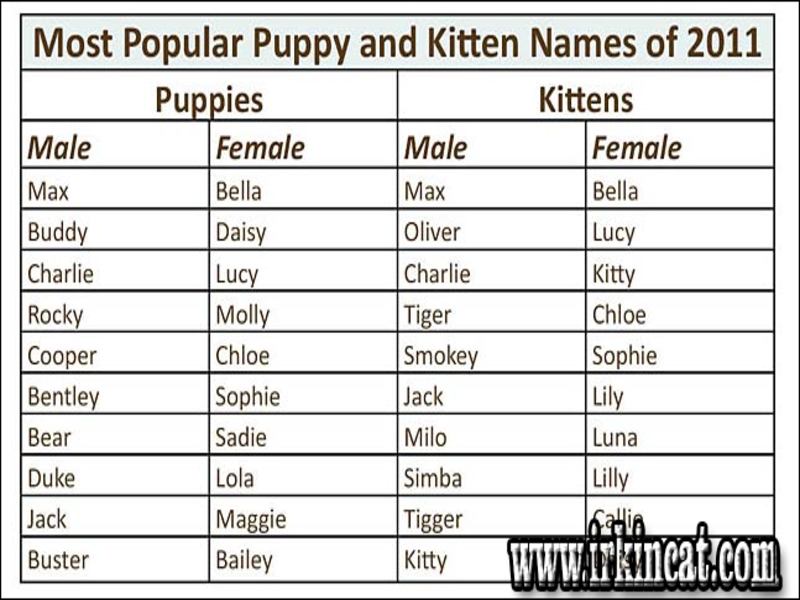 Cute White Kitten Names