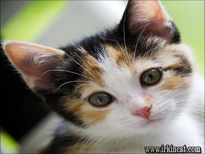 Female Calico Kitten Names