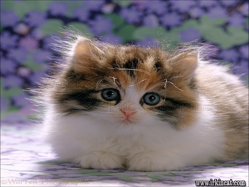 Fluffy Calico Kittens